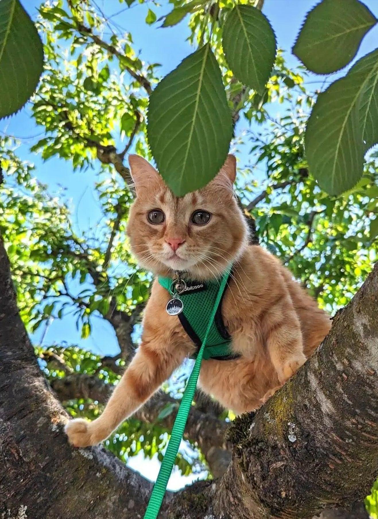 Rabbitgoo Adjustable Cat Harness and Leash Set