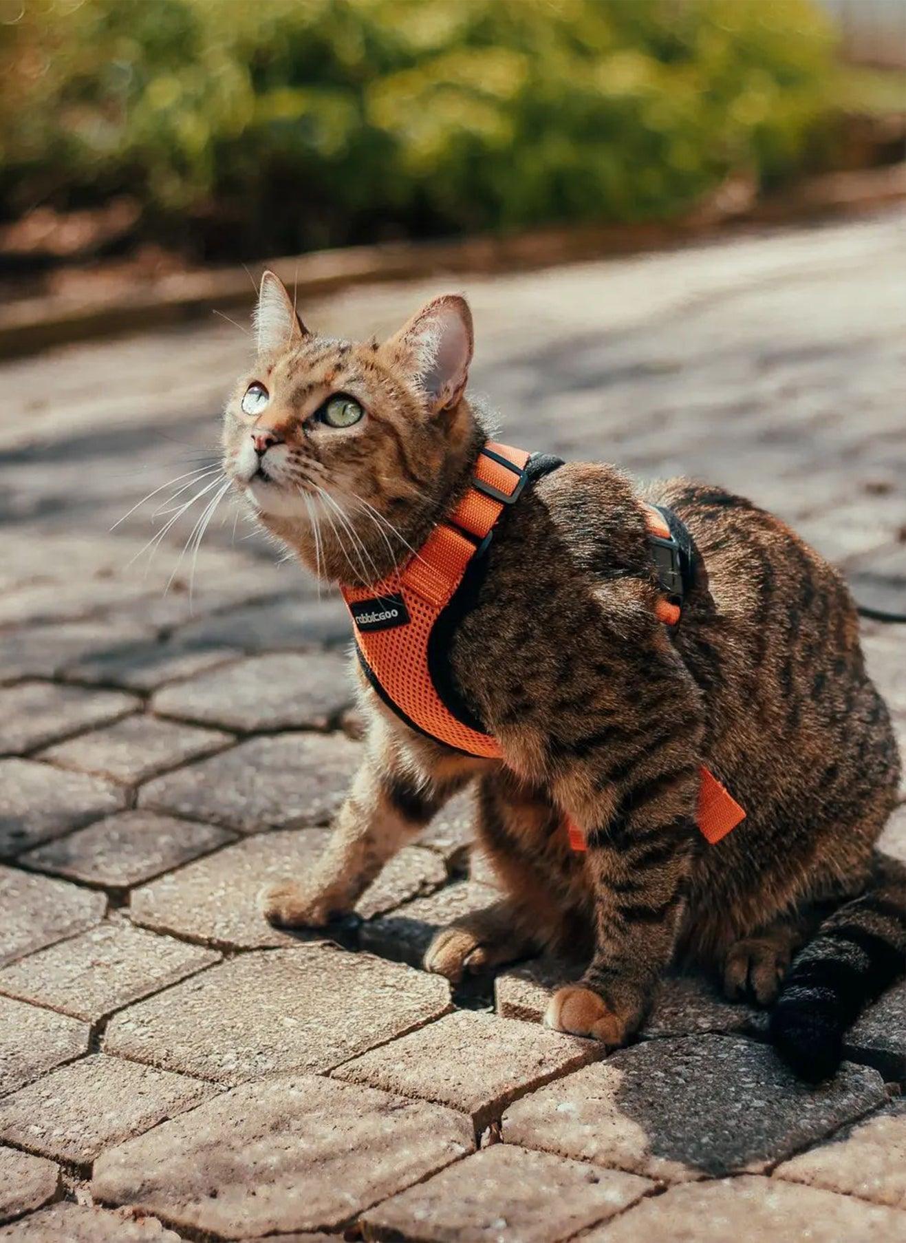 Rabbitgoo Adjustable Cat Harness and Leash Set