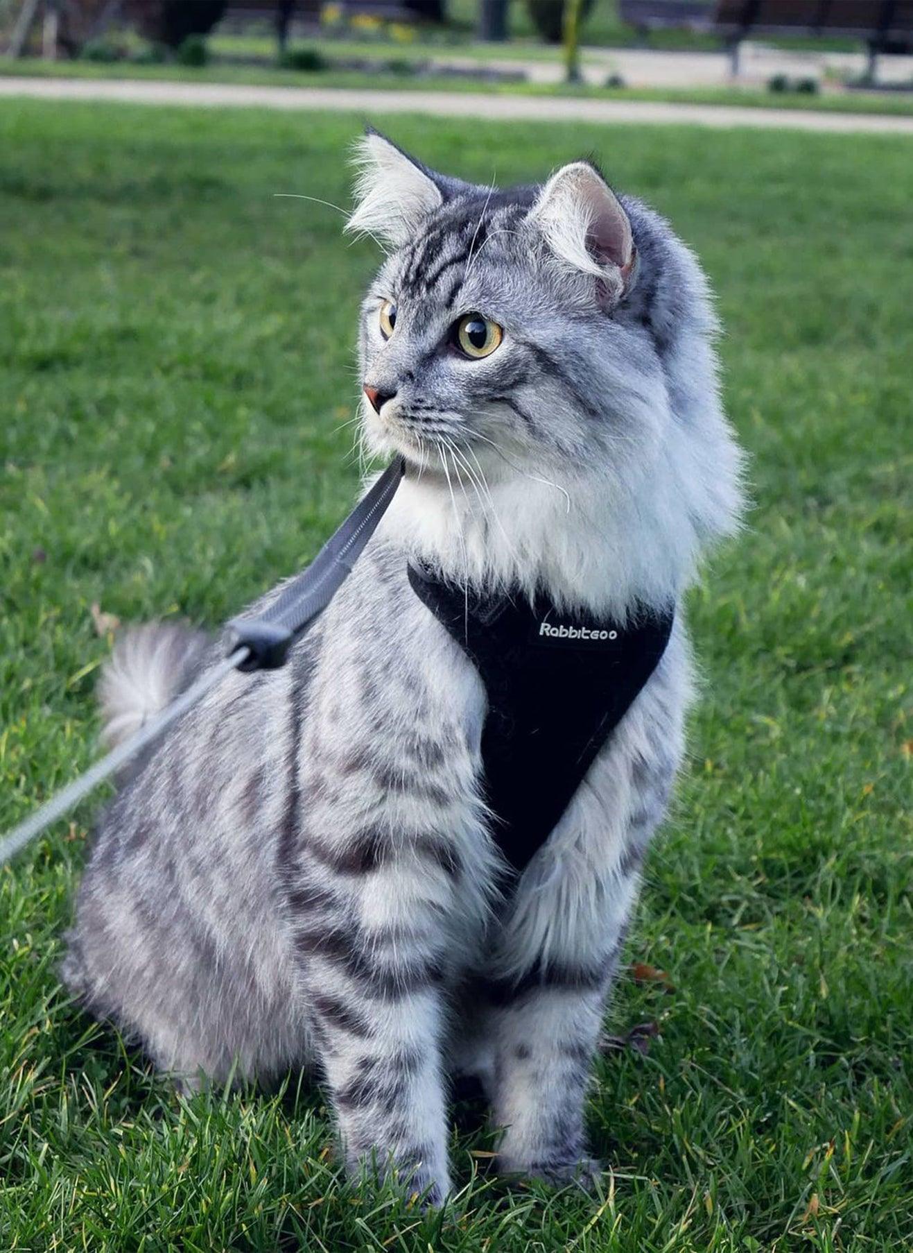 Rabbitgoo Adjustable Cat Harness and Leash Set