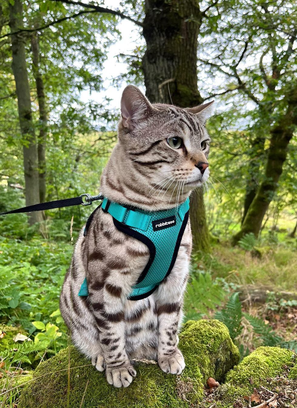 Rabbitgoo Adjustable Cat Harness and Leash Set